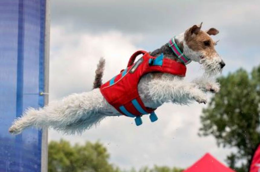 Claire — The Dock Diving&nbsp;Diva!