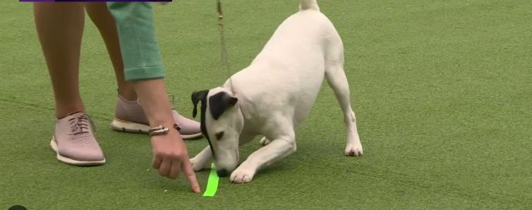 Obedience Competition