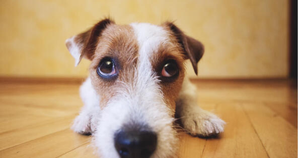 Easy Training – 5 to 10 Minutes a&nbsp;Day