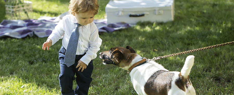 Fox Terriers – A Great Family Addition for Ages 7+