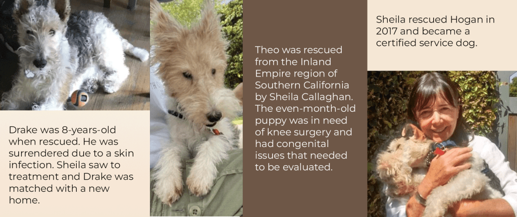 Fostering: Good For Weight Loss and Other Benefits