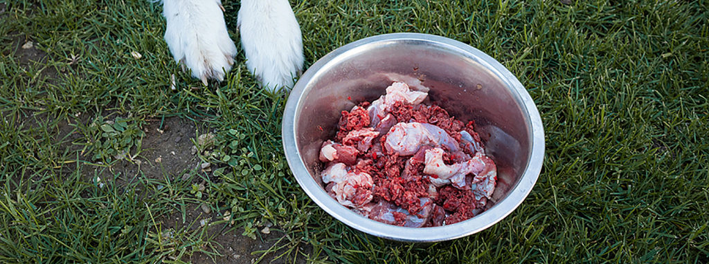 New Petfood Recall  |  Is Raw Food Dangerous for&nbsp;Pets?