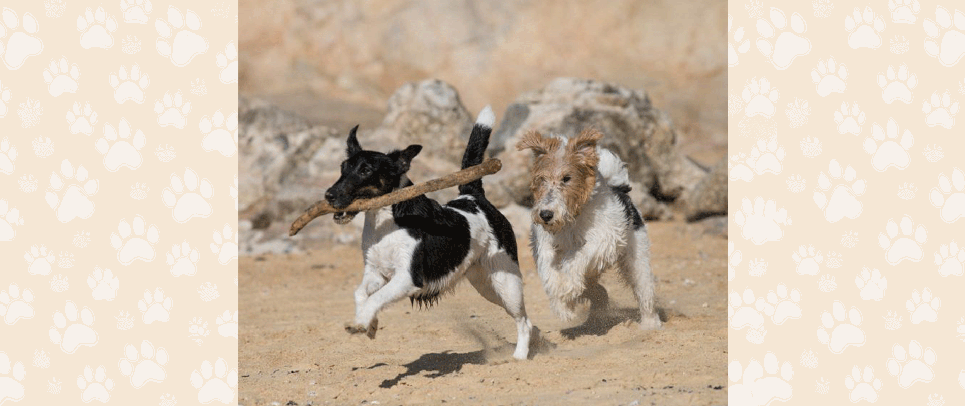Part I: The Trauma of a Dog Fight
