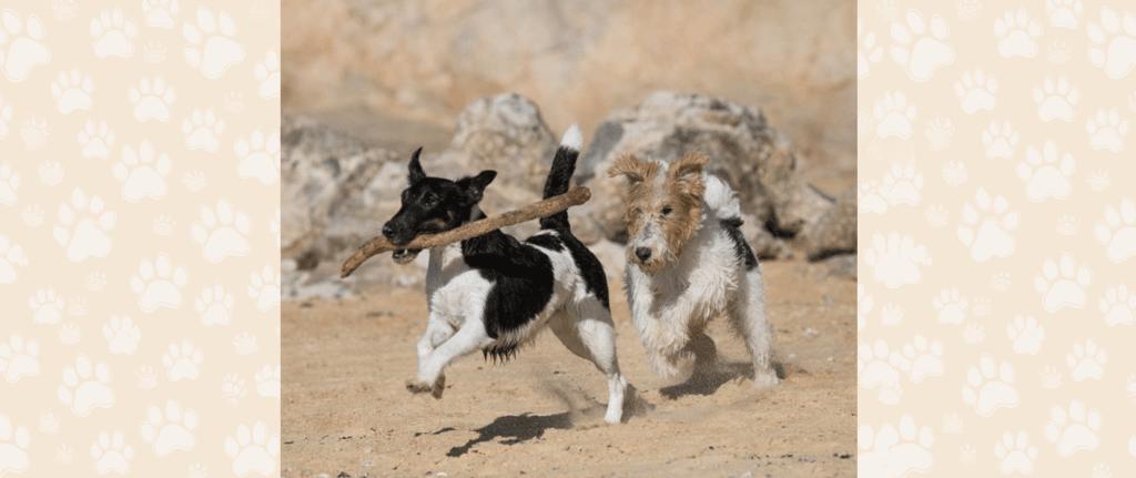 Part I: The Trauma of a Dog Fight