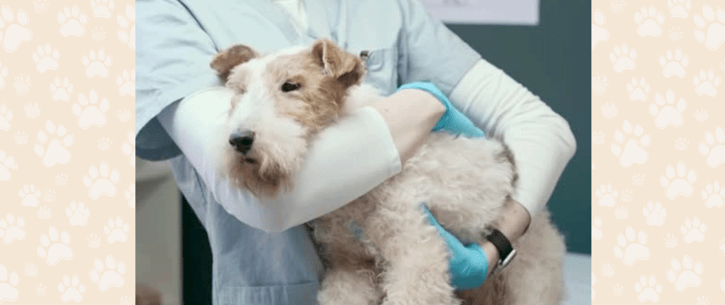 Part III: Common Reasons for a Vet Visit