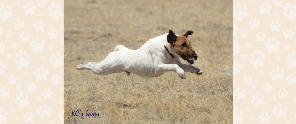 A Smooth Fox Terrier bounds through a field. In Agility training, the human would be directing activity as a partner.
