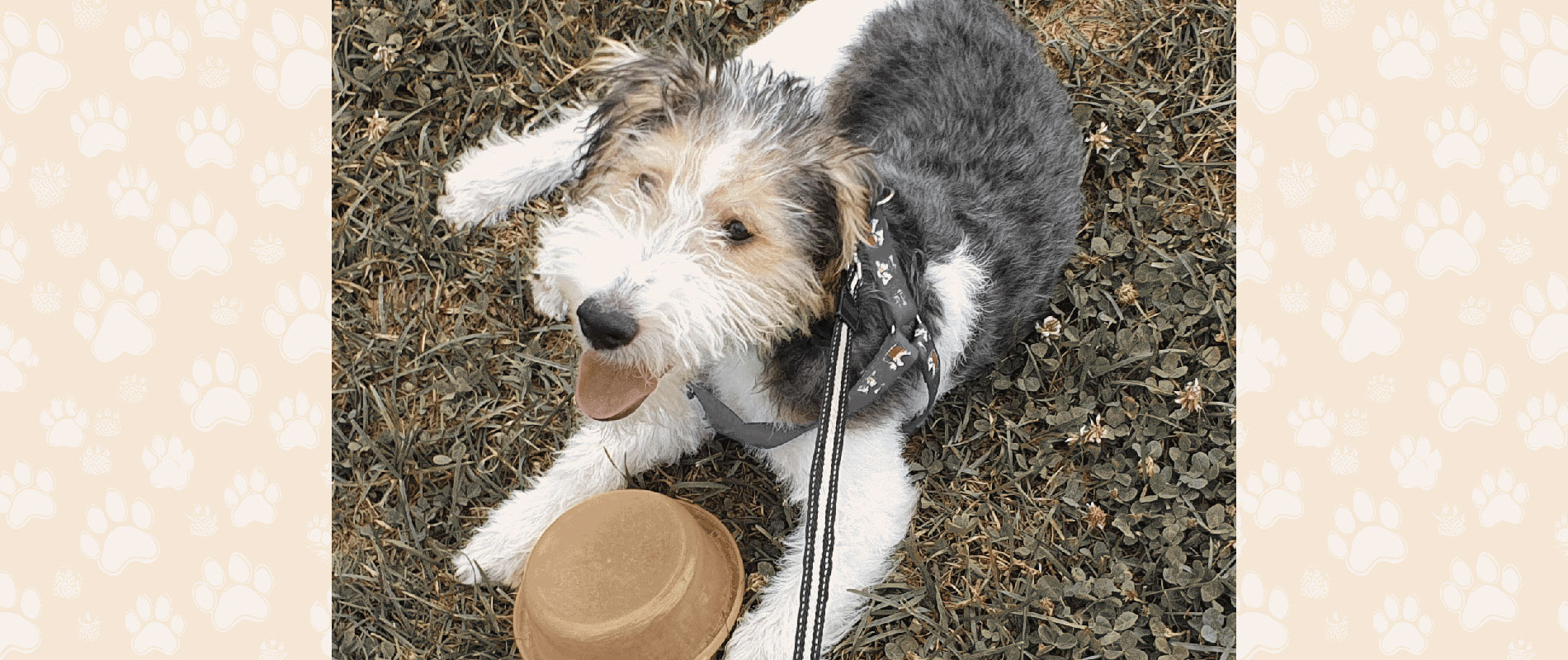 A Fox Terrier pants over an empty water bowl. Photo found on Wikipedia by Larismarcu.