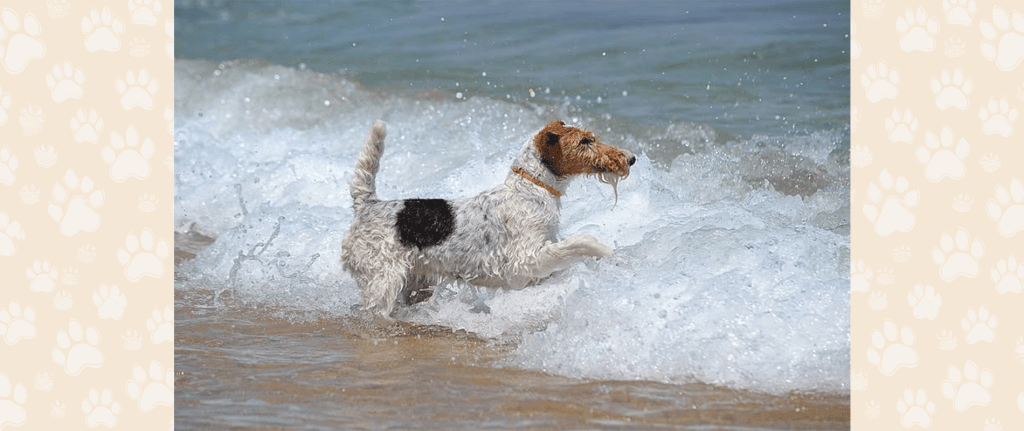 Smooth and Wire Fox Terriers were not bred for ocean currents and other challenges.